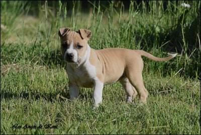 Les chiots de American Staffordshire Terrier