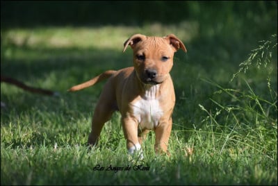 Les chiots de American Staffordshire Terrier