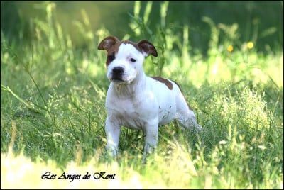 Les chiots de American Staffordshire Terrier