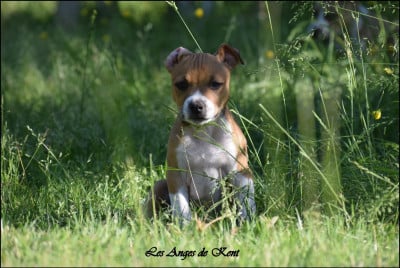 Les chiots de American Staffordshire Terrier