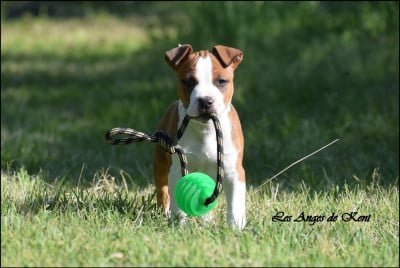 Les chiots de American Staffordshire Terrier