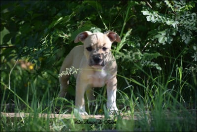 Les chiots de American Staffordshire Terrier