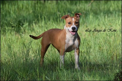 Les chiots de American Staffordshire Terrier
