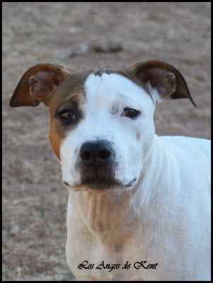 M1 Bowie To Ground Control "Bowie" - American Staffordshire Terrier