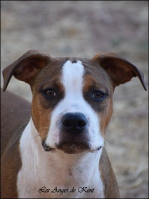 M2 Born To Be Boss "Boss" - American Staffordshire Terrier
