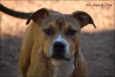 M3 Buy Me A Ticket "TicTic" - American Staffordshire Terrier