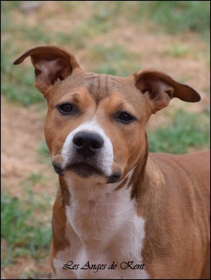 M4 Billy Is A Magical Power "Billy" - American Staffordshire Terrier