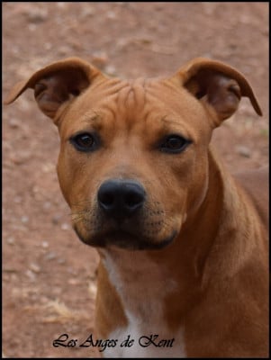 Les chiots de American Staffordshire Terrier