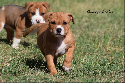 Les chiots de American Staffordshire Terrier