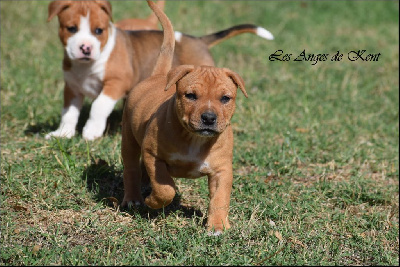 Les chiots de American Staffordshire Terrier