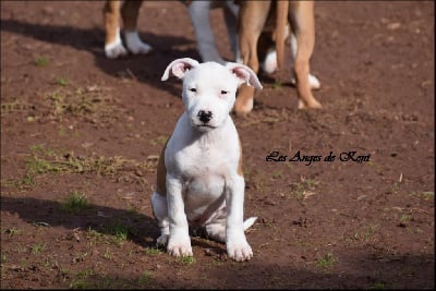 Les chiots de American Staffordshire Terrier