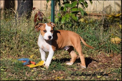 Les chiots de American Staffordshire Terrier