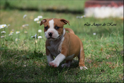 Les chiots de American Staffordshire Terrier