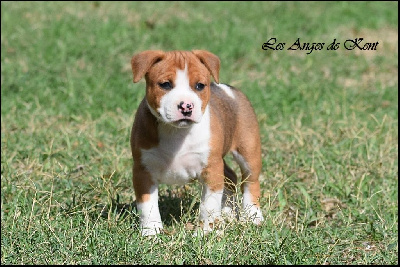 Les chiots de American Staffordshire Terrier