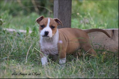 Les chiots de American Staffordshire Terrier