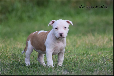 Les chiots de American Staffordshire Terrier