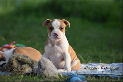 Les chiots de American Staffordshire Terrier
