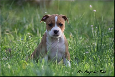 Les chiots de American Staffordshire Terrier
