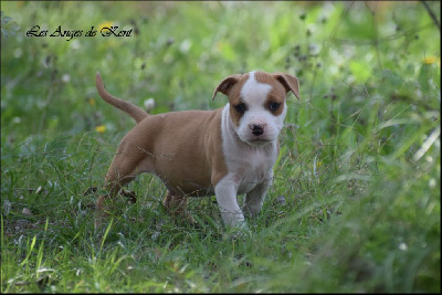 Les chiots de American Staffordshire Terrier