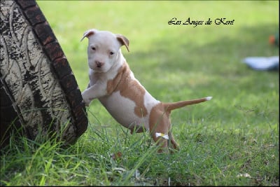 Les chiots de American Staffordshire Terrier