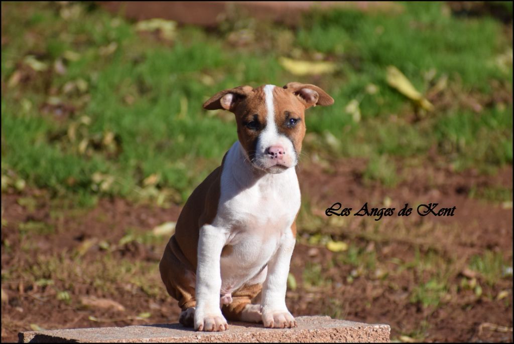 M5 Atlanta Hawk From Georgia "Hawk"