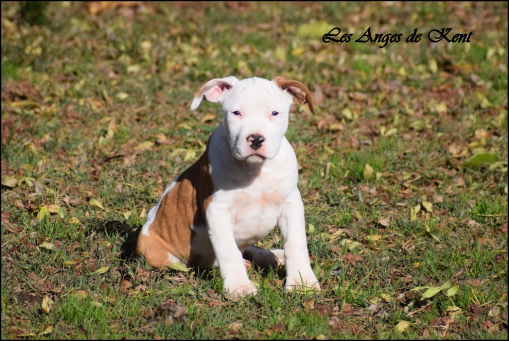 M6 Answer The Wish of Tommy "Tommy "