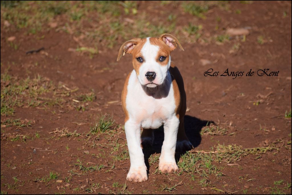 M4 Austin On An August Day "Austin"