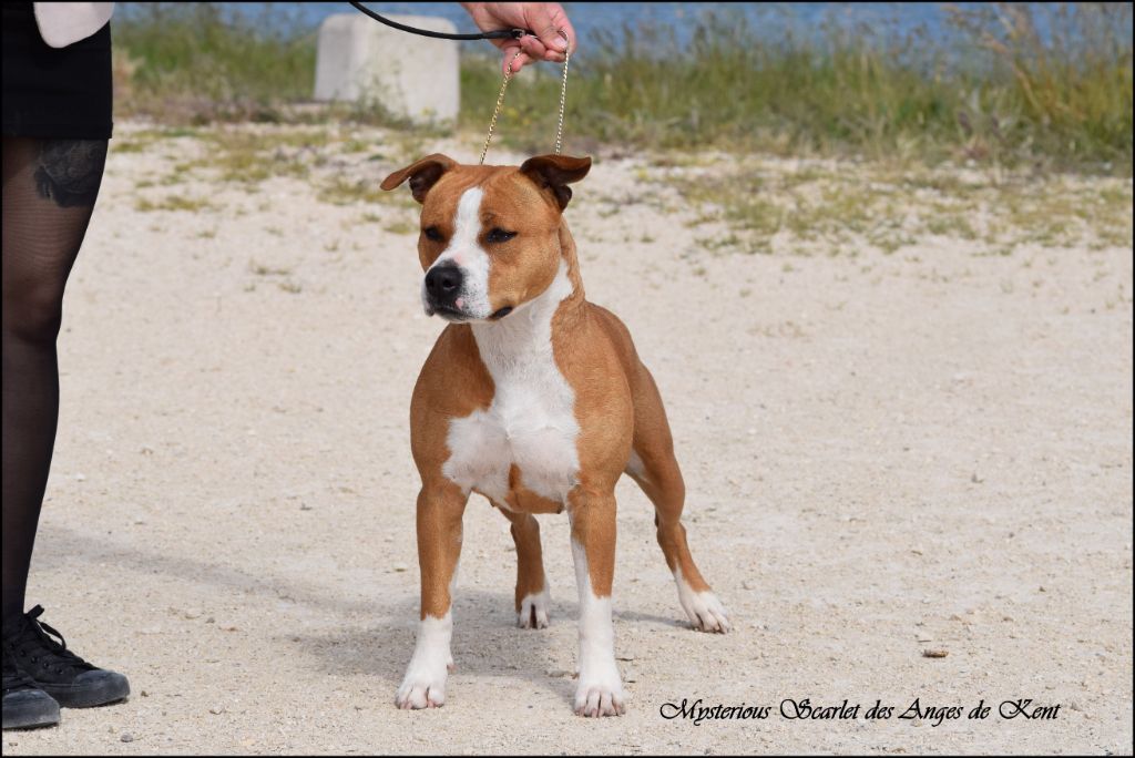 CH. Mysterious scarlet Des Anges De Kent - Classe Ouverte : 3e Excellent