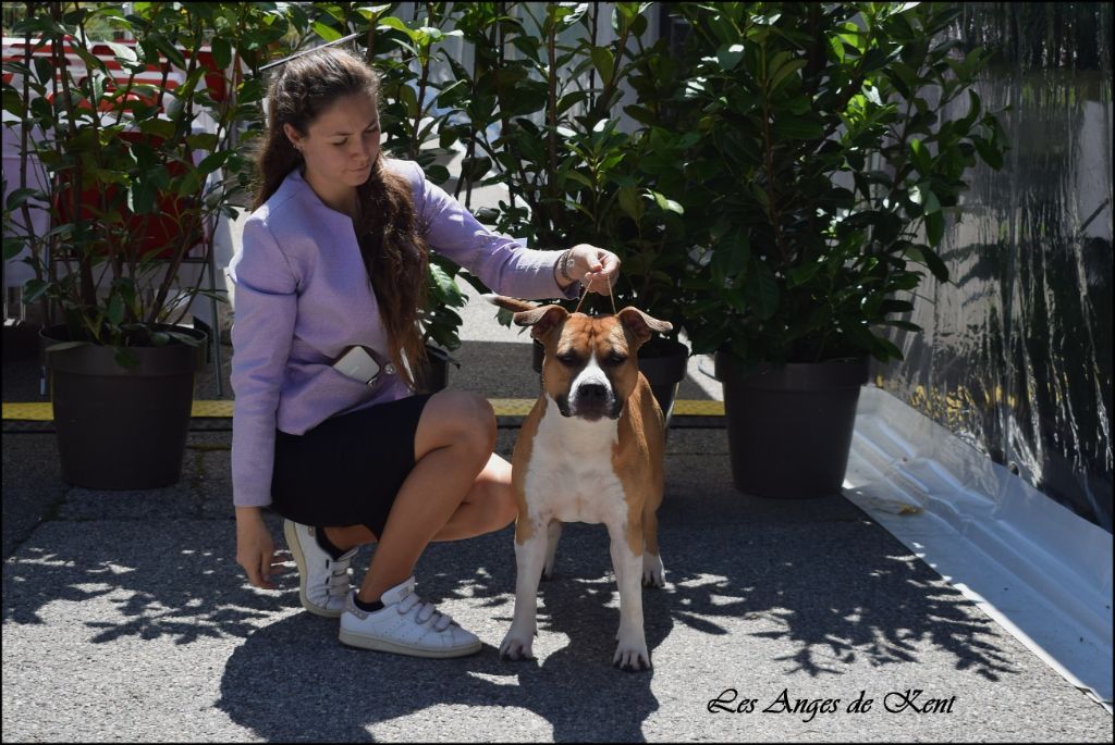 CH. jc ring angels Ticket to kent - 1er exc CACIB-J