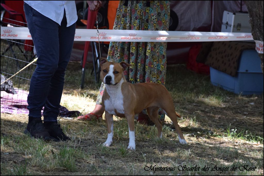 CH. Mysterious scarlet Des Anges De Kent - Classe Ouverte : 2e Excellent RCACS