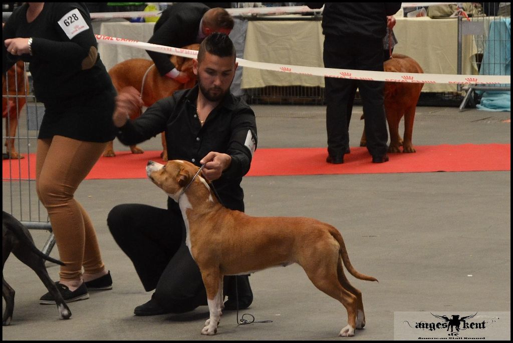 CH. Mysterious scarlet Des Anges De Kent - Classe Jeune : 3e excellent