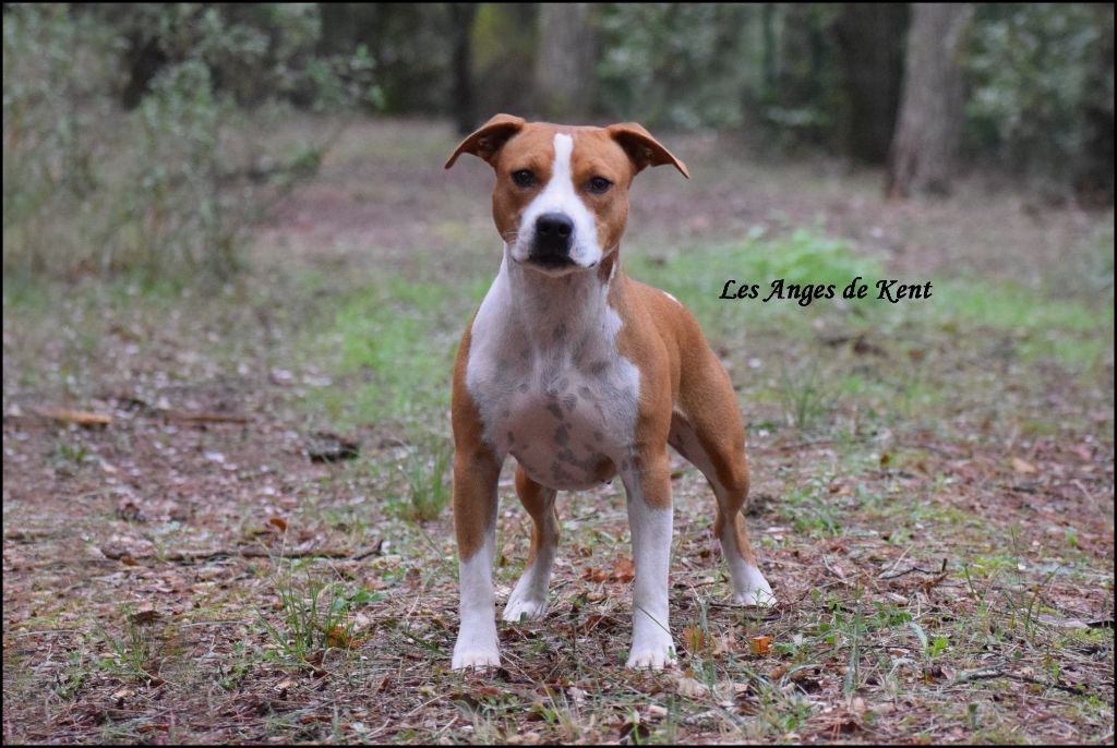 Summertime mystery of anna Des Anges De Kent - Classe Jeune 3e exc