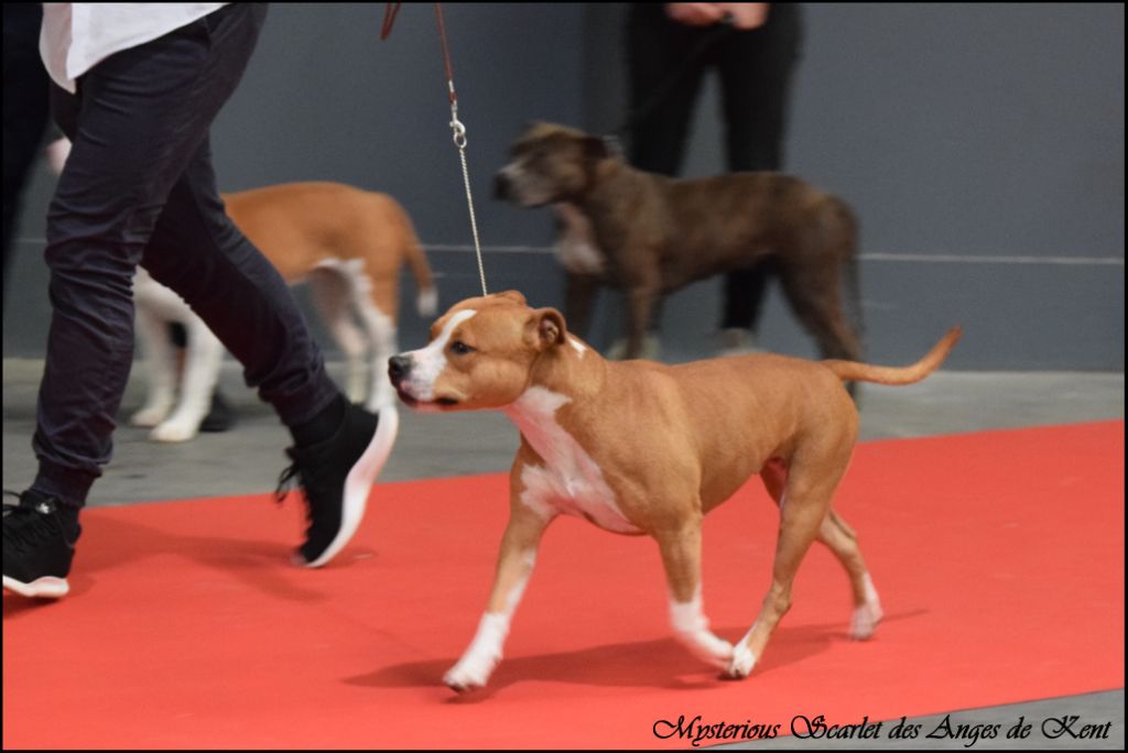 CH. Mysterious scarlet Des Anges De Kent - Classe Ouverte : 2e Excellent