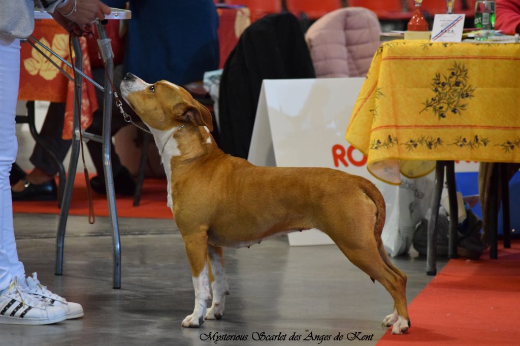 CH. Mysterious scarlet Des Anges De Kent - Classe Ouverte : 1er Excellent CACIB & CACS !