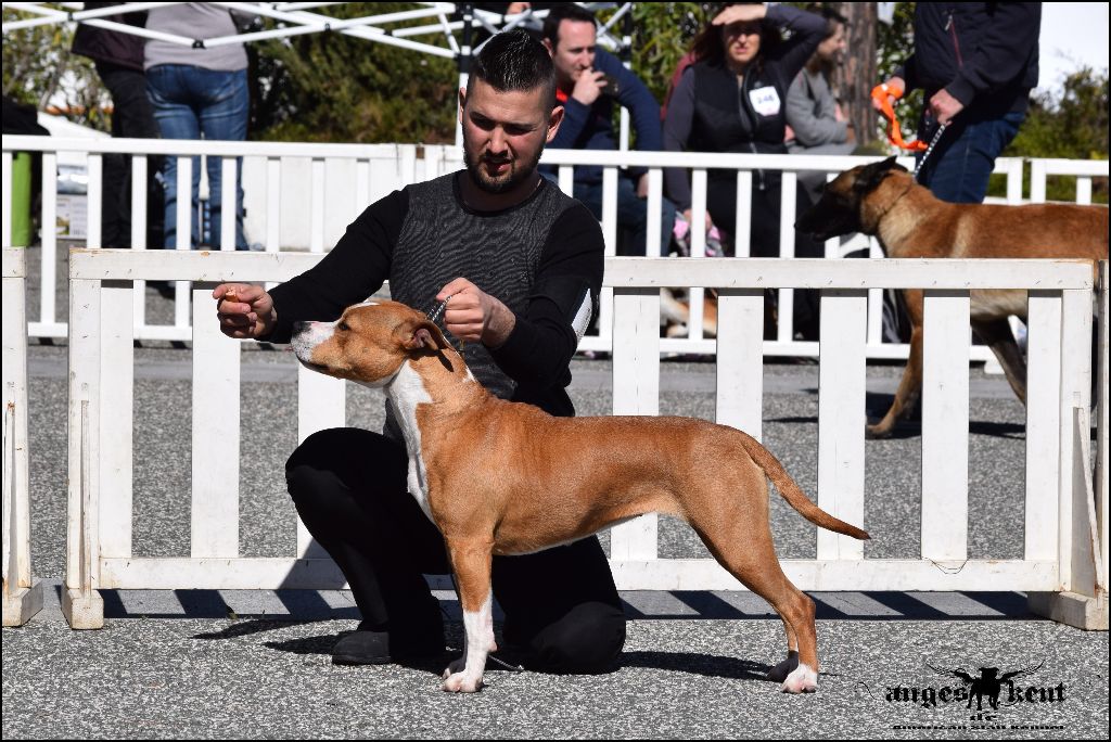 CH. Mysterious scarlet Des Anges De Kent - Classe Intermédiaire : 1er excellent