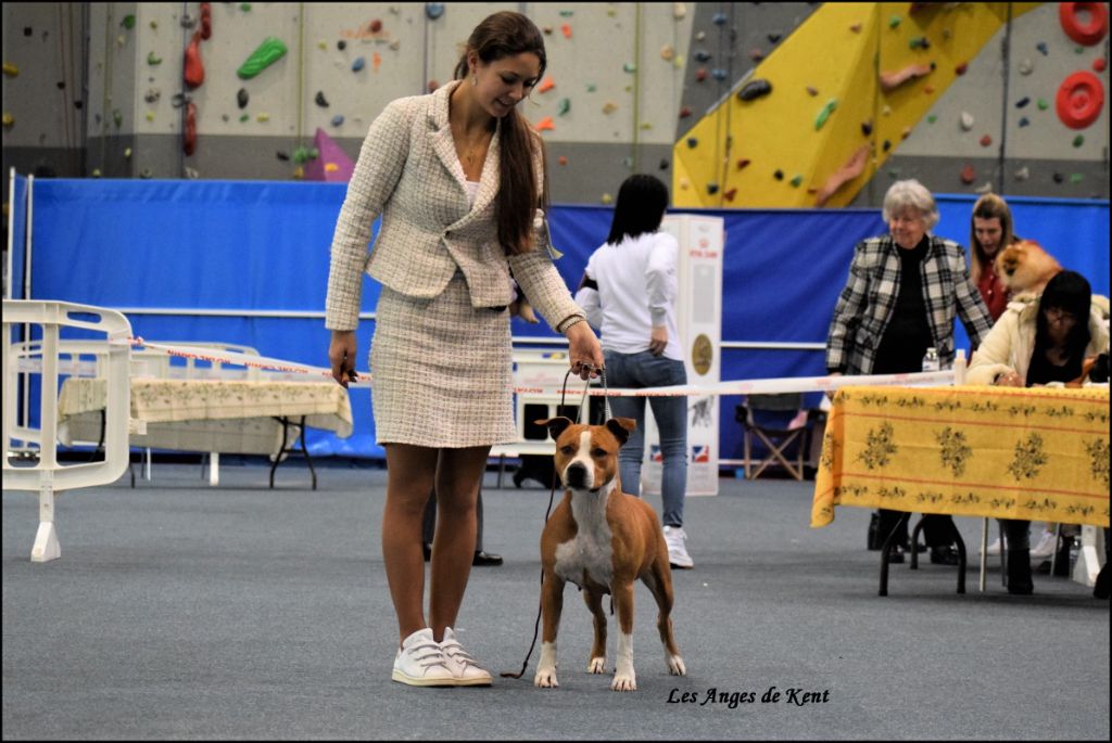 CH. Mysterious scarlet Des Anges De Kent - Classe ouverte 1er exc, CACS