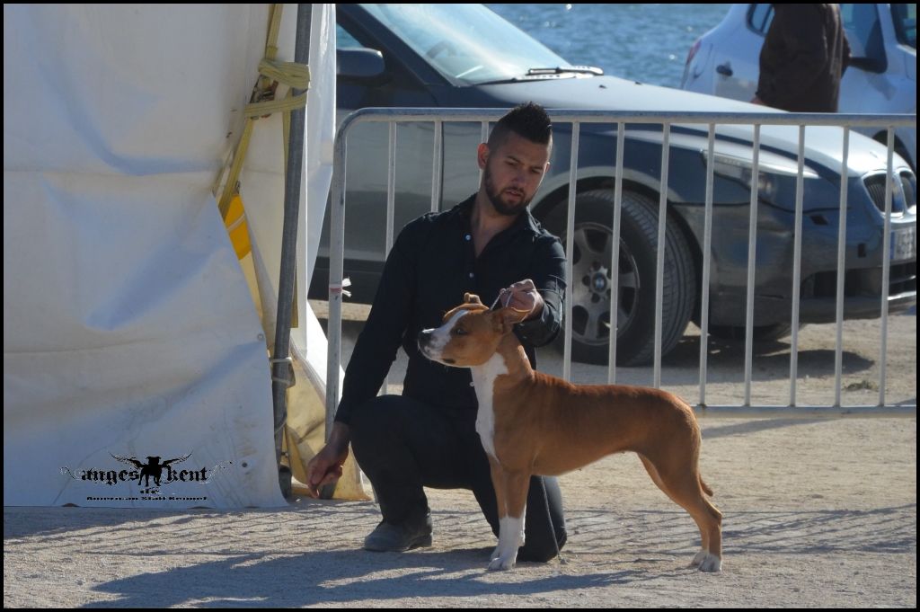 CH. Mysterious scarlet Des Anges De Kent - Classe Jeune : Excellent NC