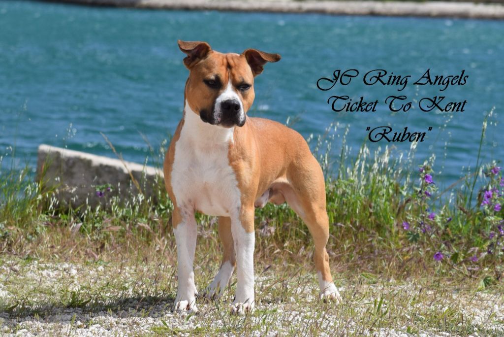 CH. jc ring angels Ticket to kent - 1er exc, CACS-J Meilleur Jeune