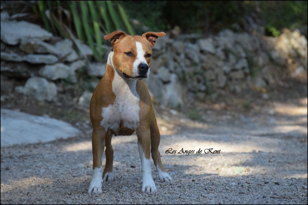 CH. Mysterious scarlet Des Anges De Kent - Classe ouverte 2e exc