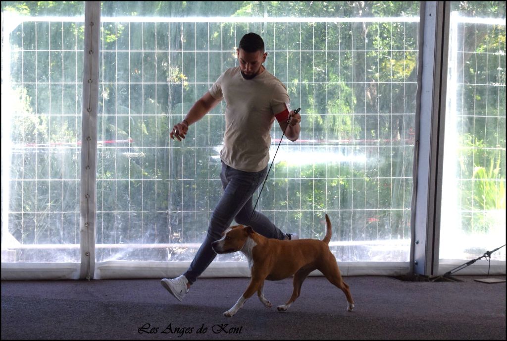 CH. Mysterious scarlet Des Anges De Kent - 1er exc CACIB-V, Meilleur Véteran