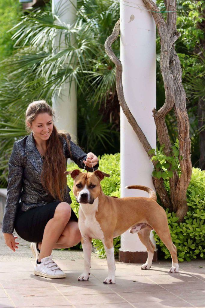 CH. jc ring angels Ticket to kent - 1er exc CACIB-J, BOS