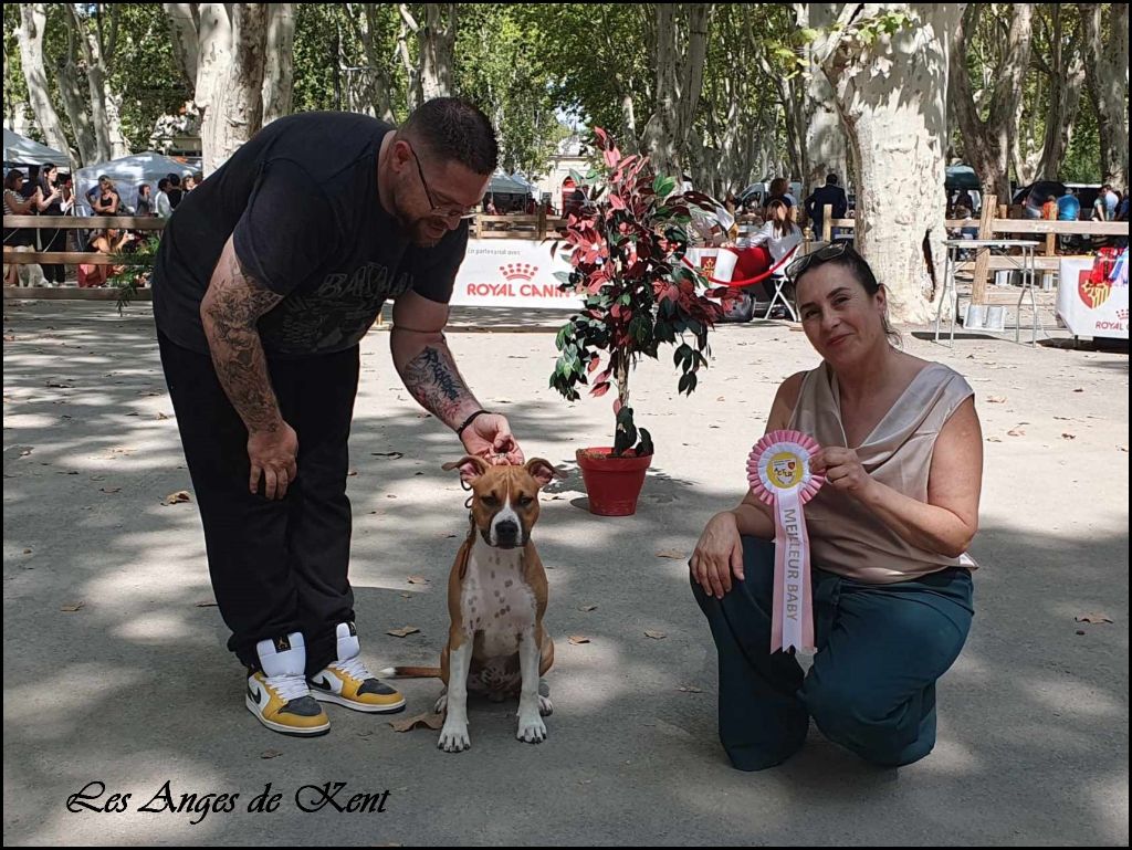 CH. jc ring angels Ticket to kent - 1er Très Prometteur Meilleur Baby