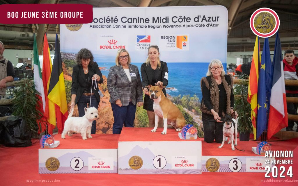CH. jc ring angels Ticket to kent - 1er exc, CACIB-J, Meilleur Jeune, BOS & JBOG