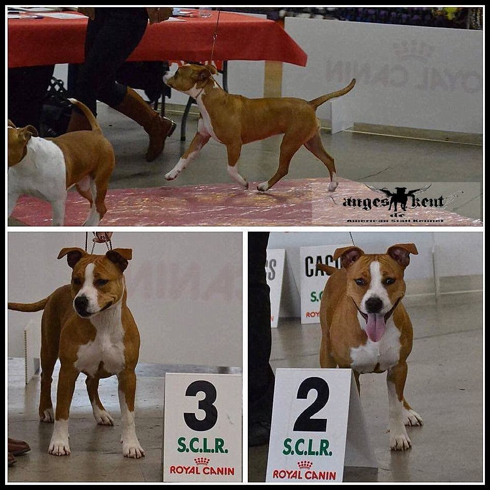 CH. Mysterious scarlet Des Anges De Kent - Classe Puppy : 2e TRES PROMETTEUR