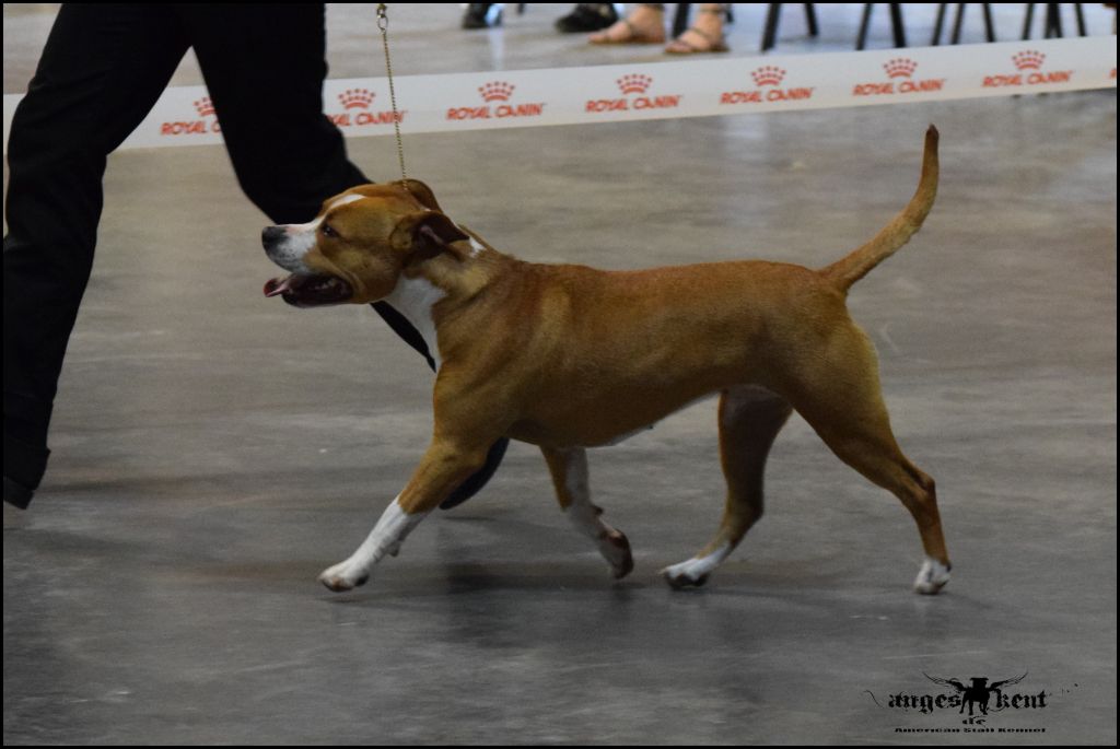 CH. Mysterious scarlet Des Anges De Kent - Classe Intermédiaire : 1er excellent CACS CACIB & BOS !!!