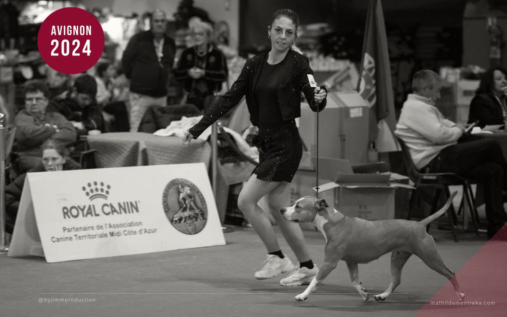 CH. Mysterious scarlet Des Anges De Kent - 1er exc CACIB-V Meilleur Vétéran