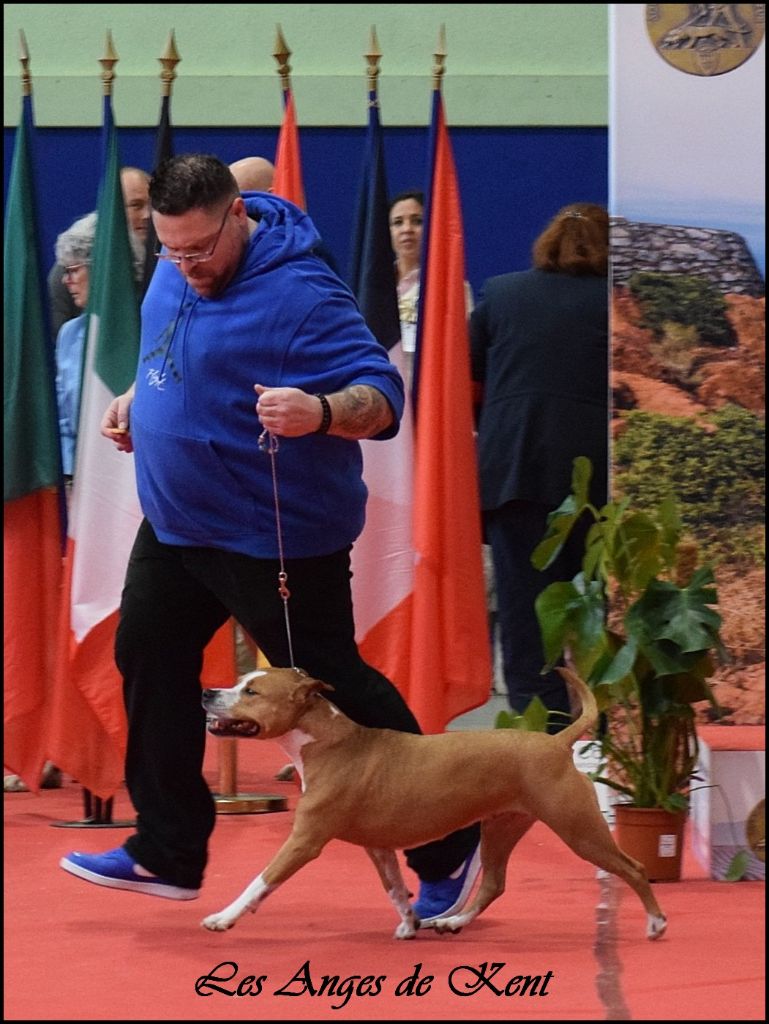 CH. Mysterious scarlet Des Anges De Kent - 1er exc CACS-V ,Meilleur Vétéran, Best In Show Vétéran !