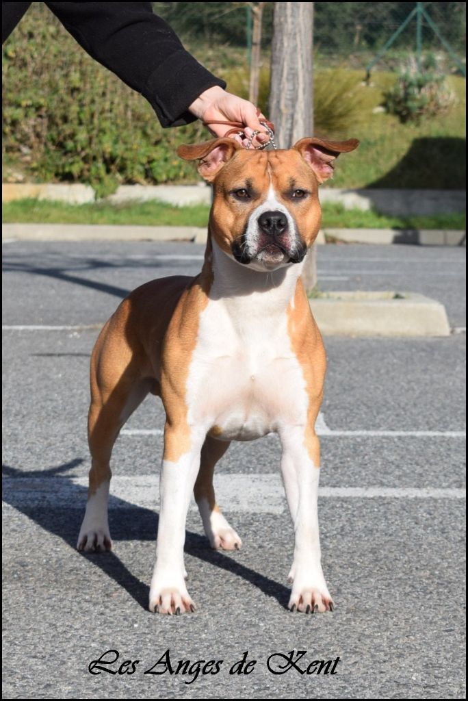 CH. jc ring angels Ticket to kent - 1er exc, CACS-J, Meilleur Jeune, Meilleur de Race !