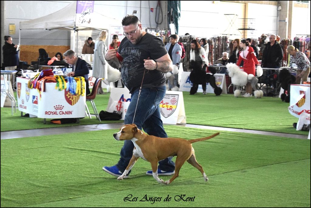 CH. Mysterious scarlet Des Anges De Kent - 1er exc CACS-V, Meilleur Véteran, 3eme BIS-V