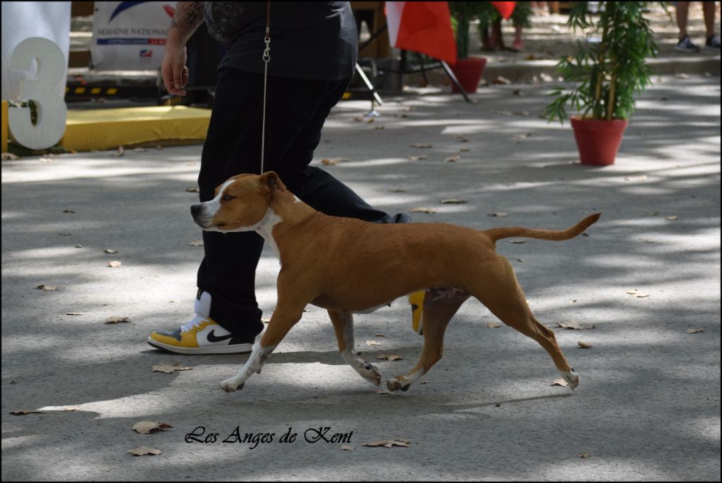 CH. Mysterious scarlet Des Anges De Kent - 1er exc CACS-V, Meilleur Vétéran , RBIS-V